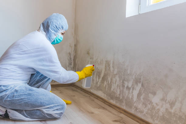 Licensed Mold Testing service in Garrett, WA - WQB Mold Removal